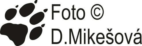 logo denýš stopa zkrácené jméno
